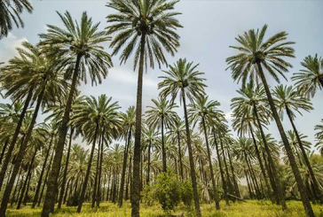 واقع زراعة أشجار النخيل في محافظة البصرة للمدة (1950-2016)
