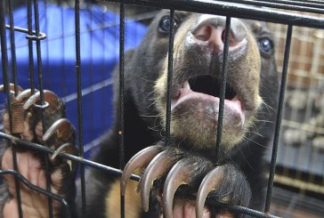 كيف سلطت الجائحة الضوء على تجارة لحوم الحيوانات البرية في الصين؟