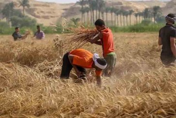 أهمية الاستثمار الزراعي المسؤول لتحقيق الأمن الغذائي العربي