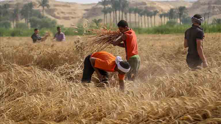 أهمية الاستثمار الزراعي المسؤول لتحقيق الأمن الغذائي العربي