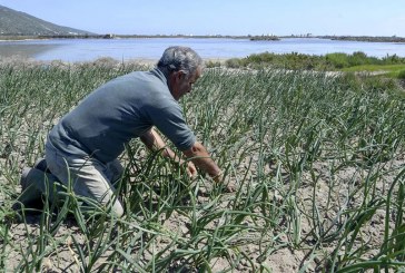 نظام زراعي فريد في العالم: البحر يسقي الخضروات إزاء شح المياه في تونس