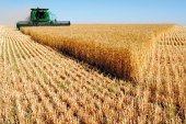 انتاج وتسويق الحبوب واثرهما على تحقيق استدامة الامن الغذائي – دراسة وصفية لمحصول القمح في العراق –