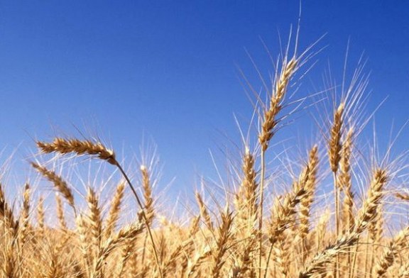 آثر نتاج البحث العلمي الزراعي في تحسين انتاجية محصول الحنطة في العراق