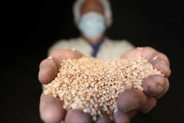 مصر وفشل التنمية والحمائية الجديدة: المأزق المزدوج لنموذج الأمن الغذائي النيوليبرالي