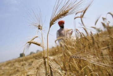 “باستثناء مصر”: حظر تصدير القمح الهندي يضع بعض الدول في مأزق… وروسيا تعزز صادراتها