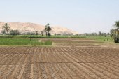 الأرض العطشانة: كم سيكلف سد النهضة الزراعة في مصر؟