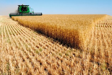 انتاج وتسويق الحبوب واثرهما على تحقيق استدامة الامن الغذائي – دراسة وصفية لمحصول القمح في العراق –