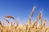 آثر نتاج البحث العلمي الزراعي في تحسين انتاجية محصول الحنطة في العراق