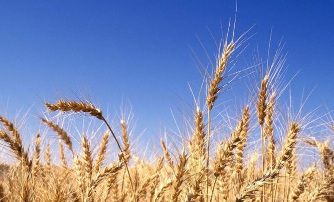 آثر نتاج البحث العلمي الزراعي في تحسين انتاجية محصول الحنطة في العراق