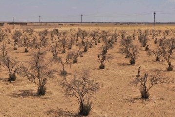 أزمة الجفاف في العراق وانعكاساتها المدمرة على المجتمعات : «لقد جفَّ مصدر معيشتنا»
