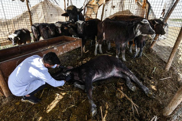 الحمى النزفية في العراق: ما نعرفه وما نجهله
