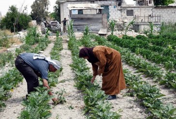 تحديات الأمن الغذائي في الشرق الأوسط وشمال أفريقيا