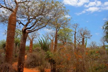 تدهوُر التنوع البيولوجي في إفريقيا يهدد الأمن البشري
