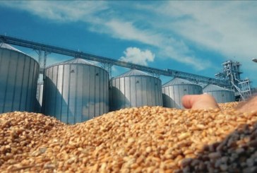 الخطوات المصرية للتحول إلى مركز استراتيجي لتخزين القمح في المنطقة