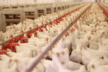 واقع ومستقبل صناعة الدواجن في مصر